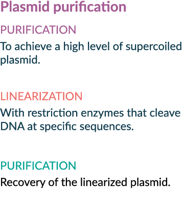 Plasmid purification PURIFICATION To achieve a high level of supercoiled plasmid. LINEARIZATION With restriction enzy...