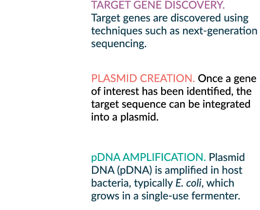 Target gene discovery. Target genes are discovered using techniques such as next generation sequencing. PLASMID CREAT...