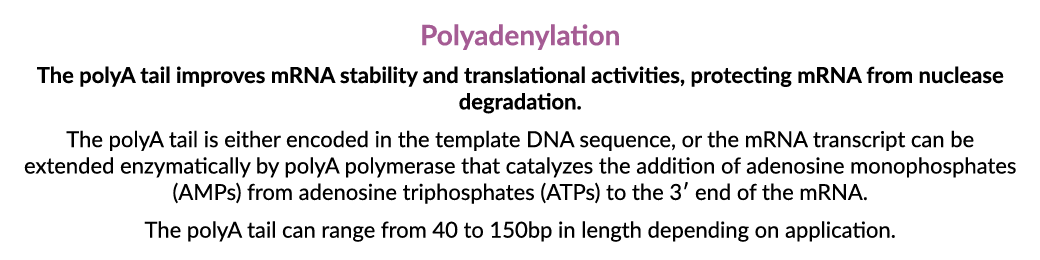 Polyadenylation The polyA tail improves mRNA stability and translational activities, protecting mRNA from nuclease de...