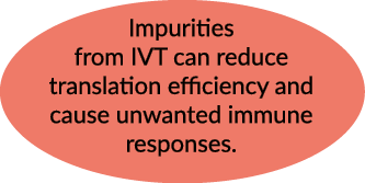 Impurities from IVT can reduce translation efficiency and cause unwanted immune responses.