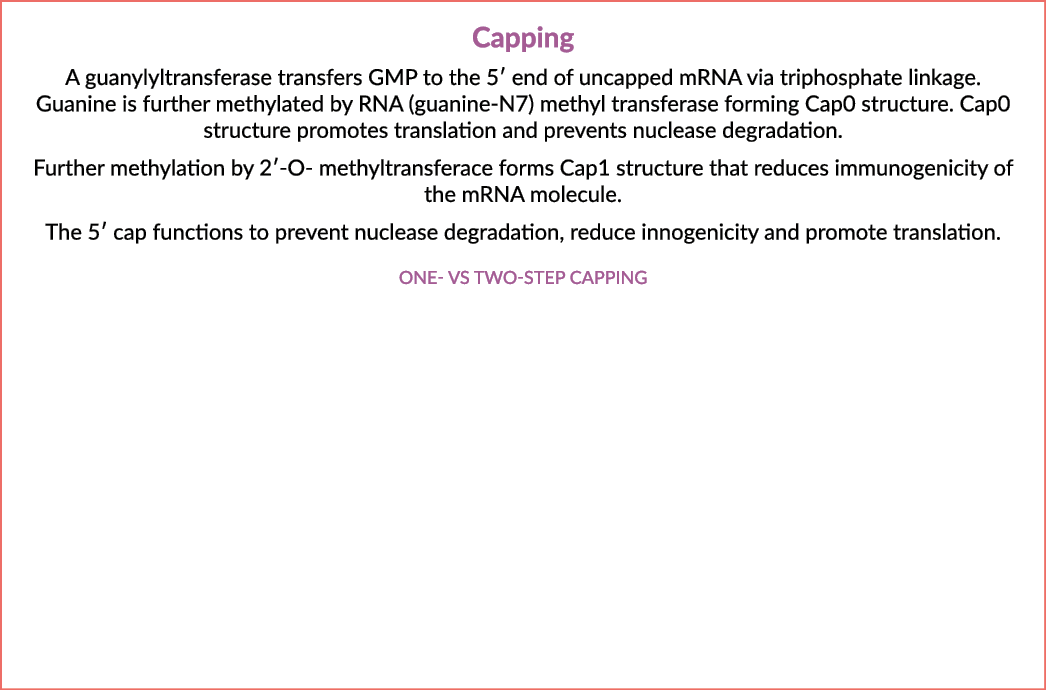 Capping A guanylyltransferase transfers GMP to the 5′ end of uncapped mRNA via triphosphate linkage. Guanine is furth...