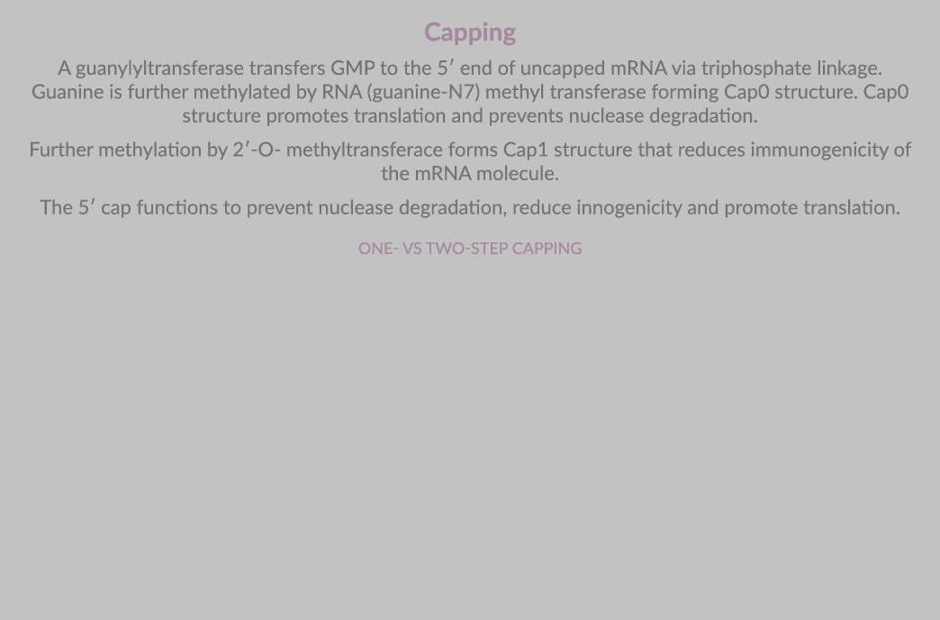 Capping A guanylyltransferase transfers GMP to the 5′ end of uncapped mRNA via triphosphate linkage. Guanine is furth...